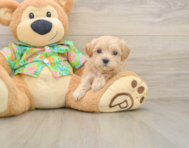 8 week old Maltipoo Puppy For Sale - Seaside Pups