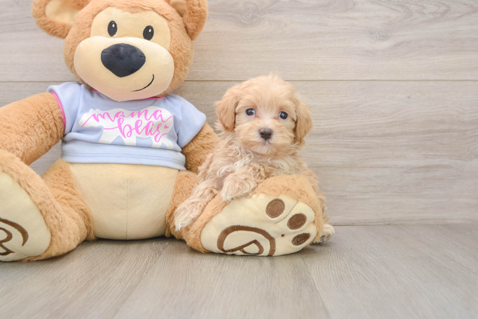Maltipoo Puppy for Adoption