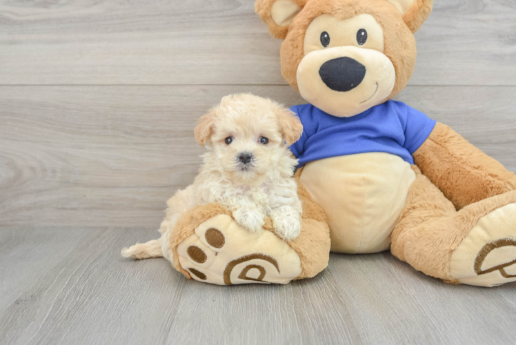 Maltipoo Pup Being Cute