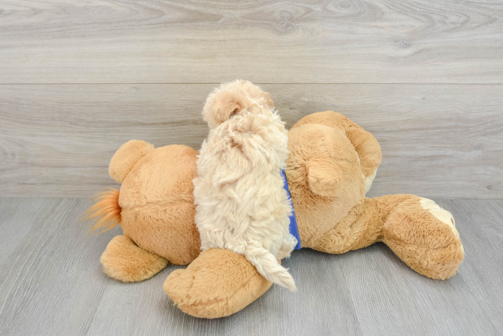 Maltipoo Pup Being Cute