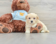 8 week old Maltipoo Puppy For Sale - Seaside Pups