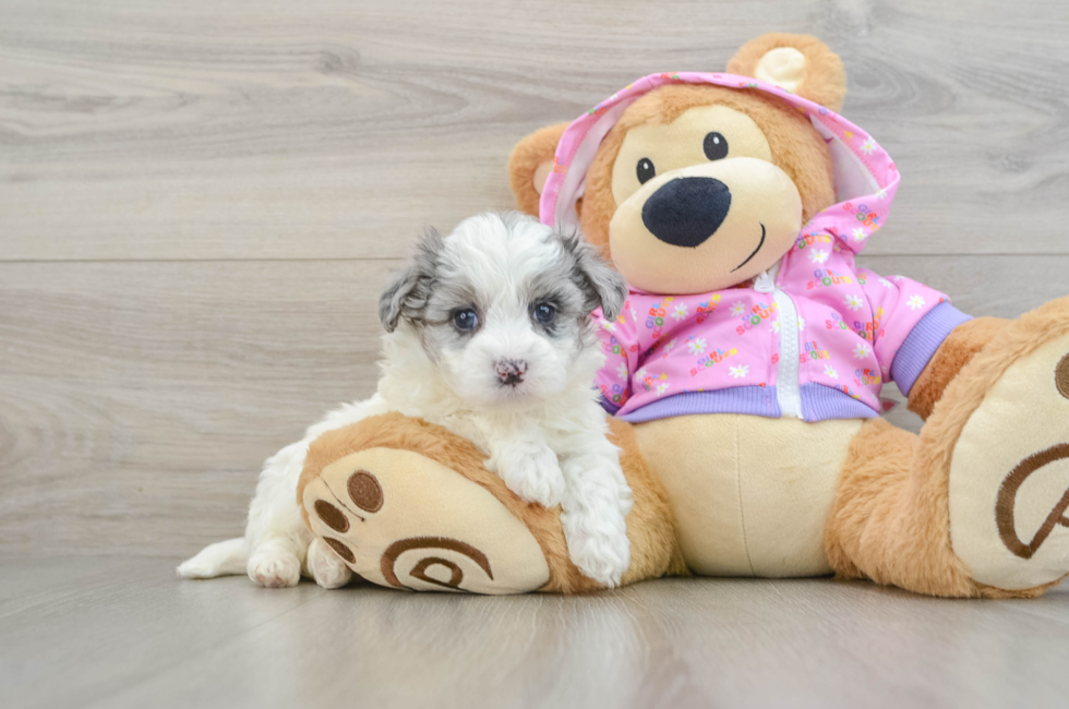 6 week old Maltipoo Puppy For Sale - Seaside Pups