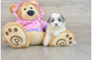 Sweet Maltipoo Baby