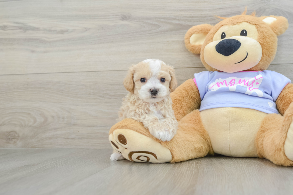 Popular Maltipoo Poodle Mix Pup