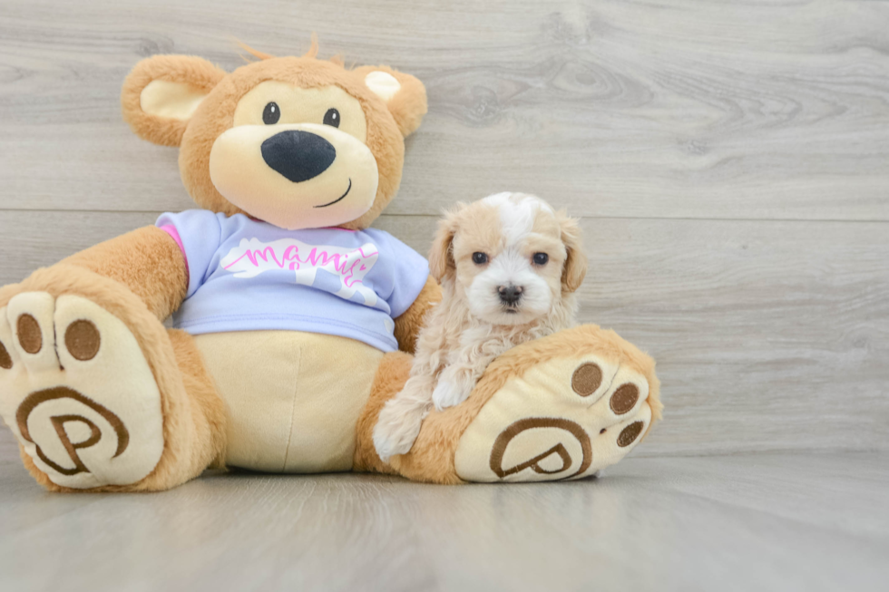 Fluffy Maltipoo Poodle Mix Pup