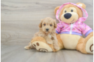 Best Maltipoo Baby