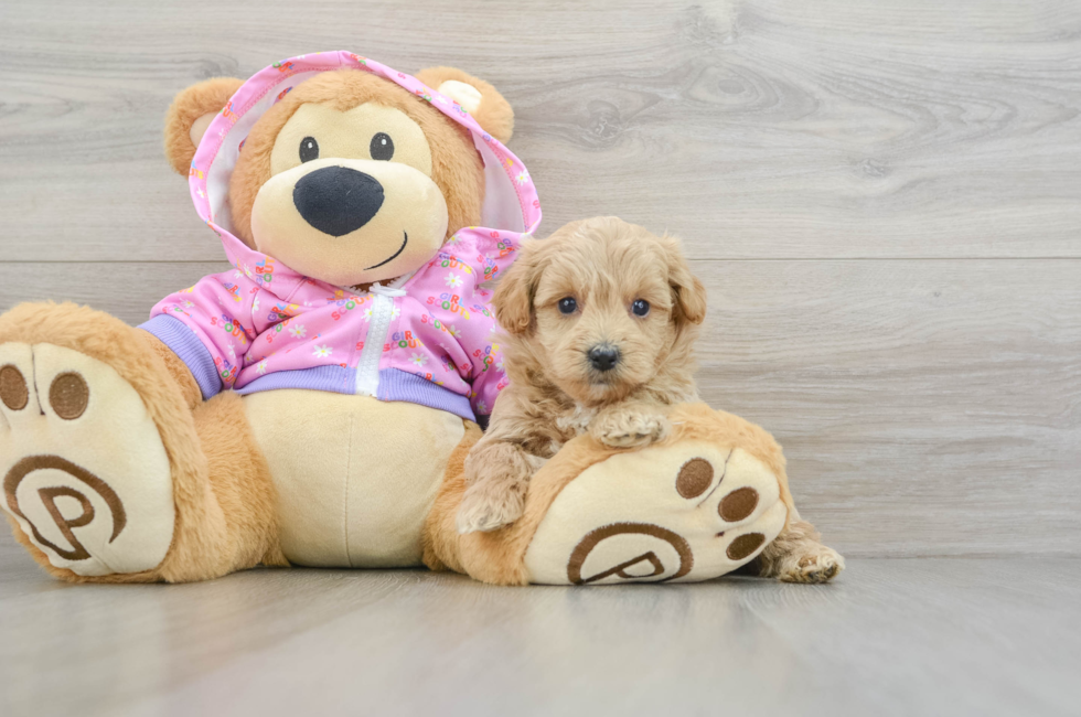 5 week old Maltipoo Puppy For Sale - Seaside Pups