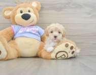 8 week old Maltipoo Puppy For Sale - Seaside Pups