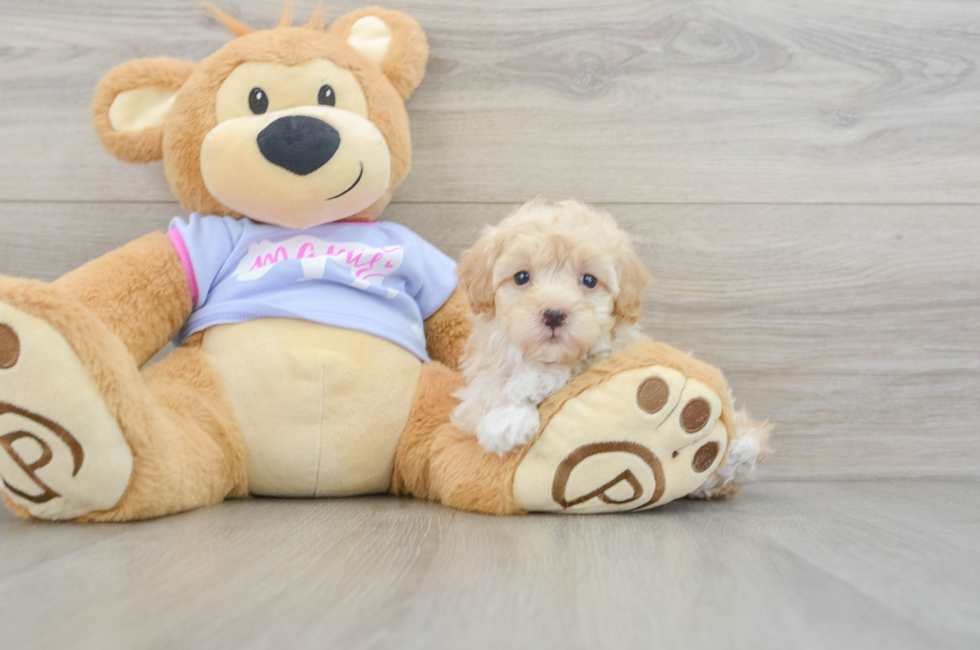 8 week old Maltipoo Puppy For Sale - Seaside Pups