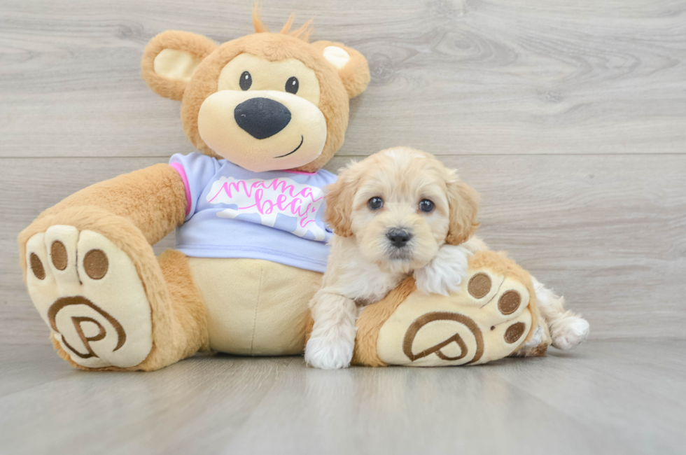 8 week old Maltipoo Puppy For Sale - Seaside Pups