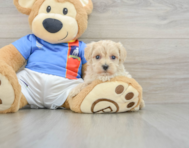 8 week old Maltipoo Puppy For Sale - Seaside Pups