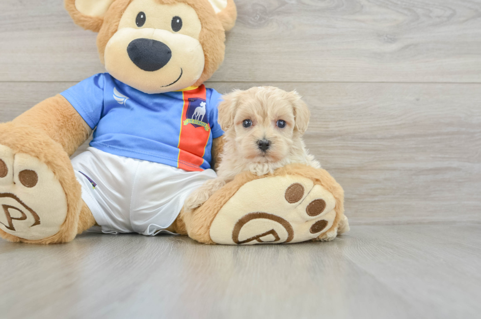 5 week old Maltipoo Puppy For Sale - Seaside Pups