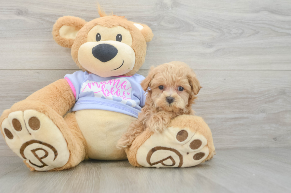 5 week old Maltipoo Puppy For Sale - Seaside Pups