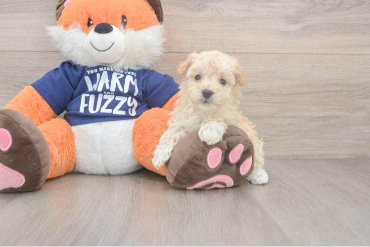 Playful Moodle Poodle Mix Puppy