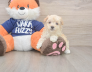 8 week old Maltipoo Puppy For Sale - Seaside Pups