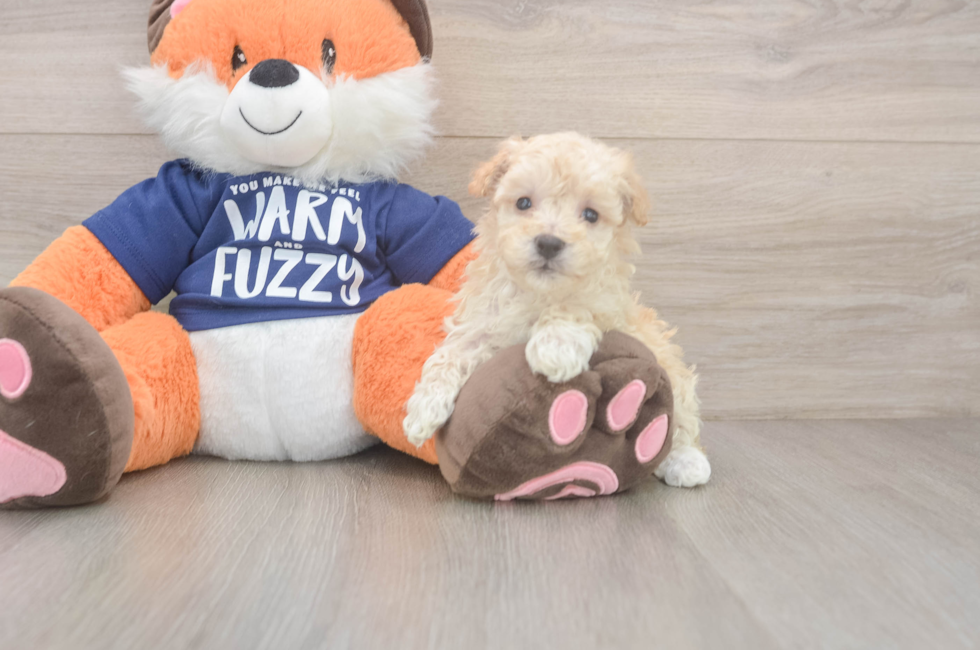 6 week old Maltipoo Puppy For Sale - Seaside Pups