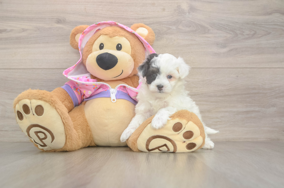 5 week old Maltipoo Puppy For Sale - Seaside Pups