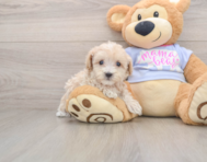 8 week old Maltipoo Puppy For Sale - Seaside Pups