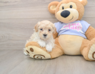 9 week old Maltipoo Puppy For Sale - Seaside Pups