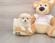 8 week old Maltipoo Puppy For Sale - Seaside Pups