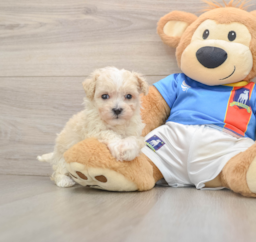 7 week old Maltipoo Puppy For Sale - Seaside Pups