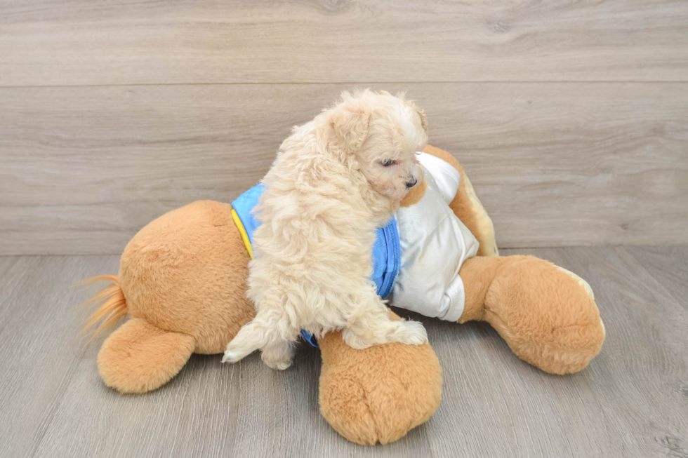 Adorable Moodle Poodle Mix Puppy