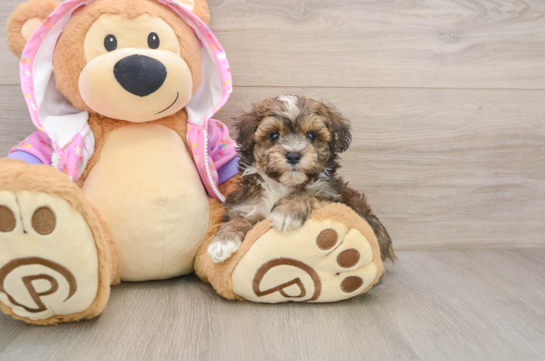 ALFIE, a Maltipoo littermate