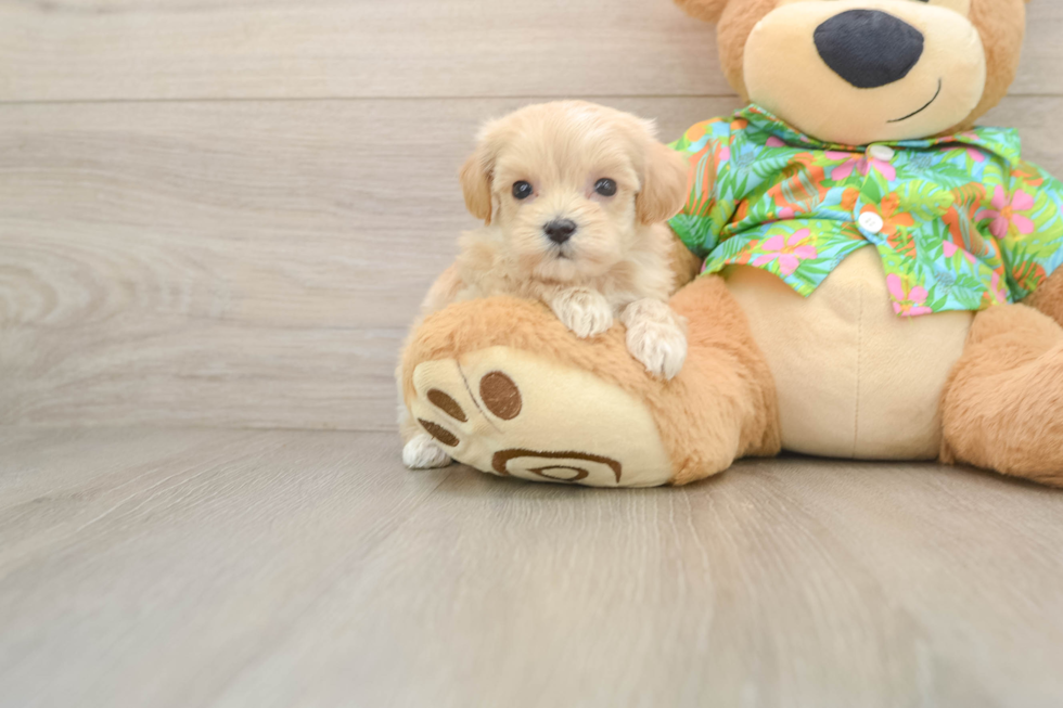 Friendly Maltipoo Baby