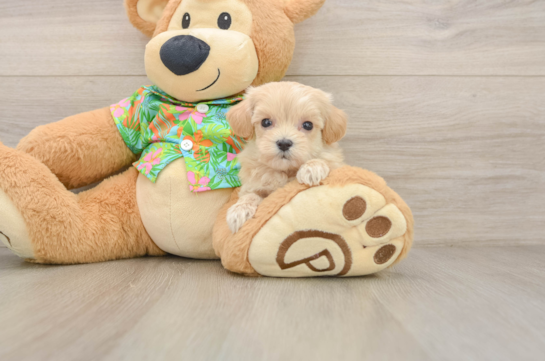 Funny Maltipoo Poodle Mix Pup