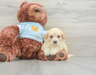 8 week old Maltipoo Puppy For Sale - Seaside Pups