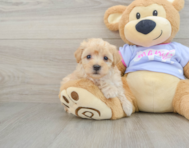 9 week old Maltipoo Puppy For Sale - Seaside Pups