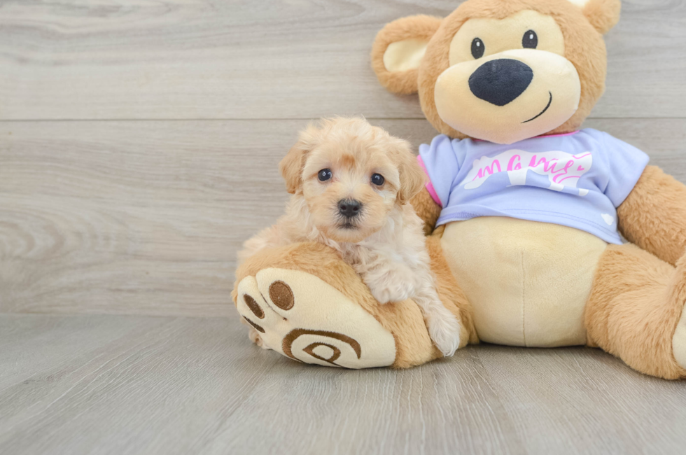 8 week old Maltipoo Puppy For Sale - Seaside Pups