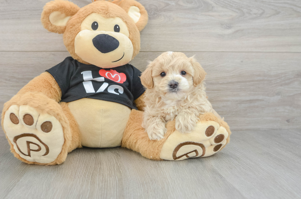 5 week old Maltipoo Puppy For Sale - Seaside Pups