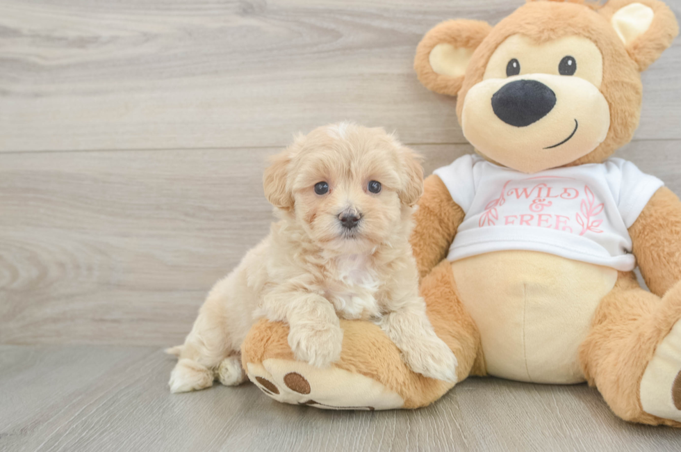 5 week old Maltipoo Puppy For Sale - Seaside Pups