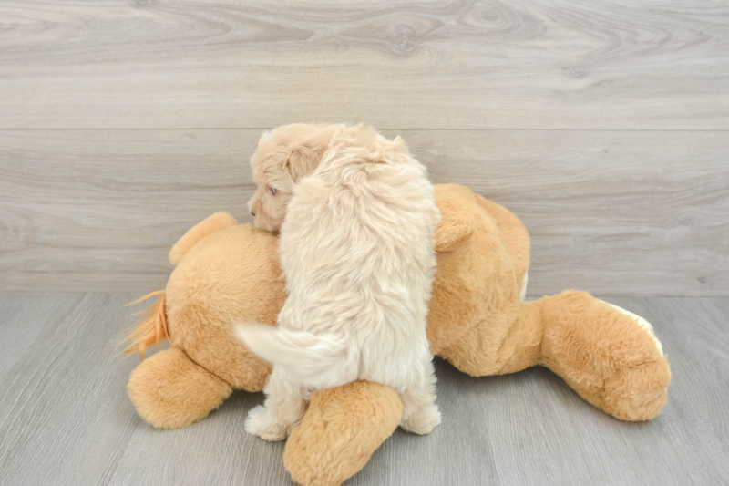 Meet Alfredo - our Maltipoo Puppy Photo 2/3 - Seaside Pups