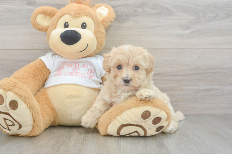 Meet Alfredo - our Maltipoo Puppy Photo 3/3 - Seaside Pups