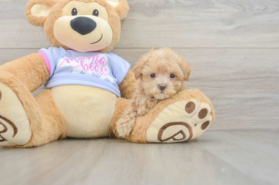 5 week old Maltipoo Puppy For Sale - Seaside Pups