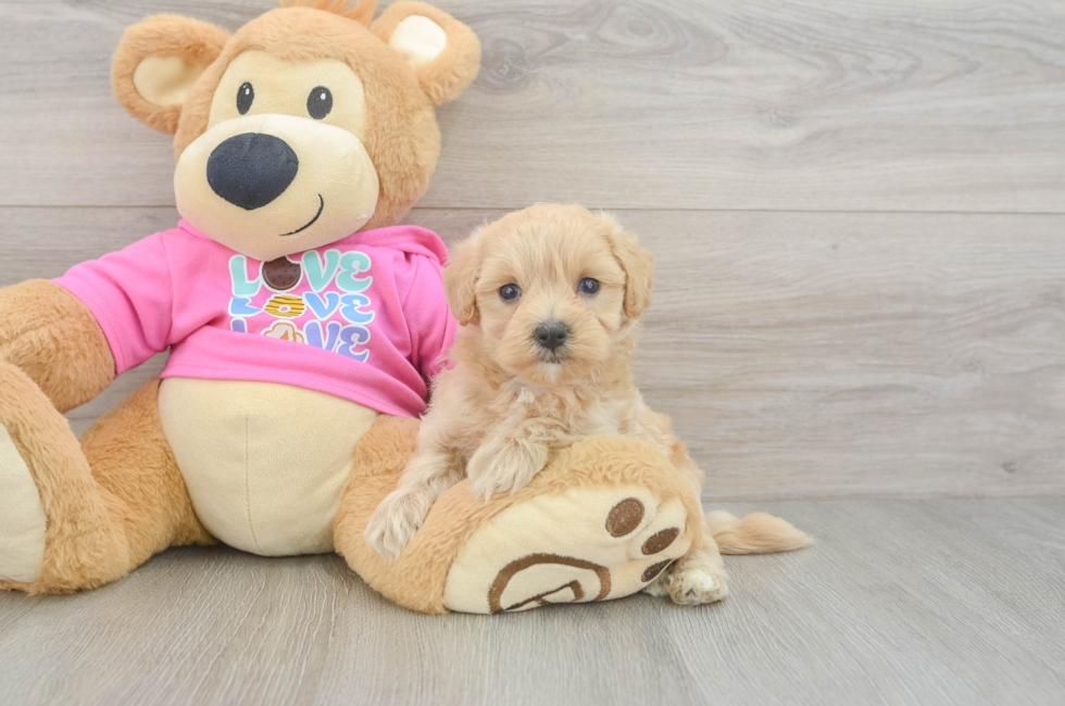 5 week old Maltipoo Puppy For Sale - Seaside Pups