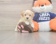 8 week old Maltipoo Puppy For Sale - Seaside Pups