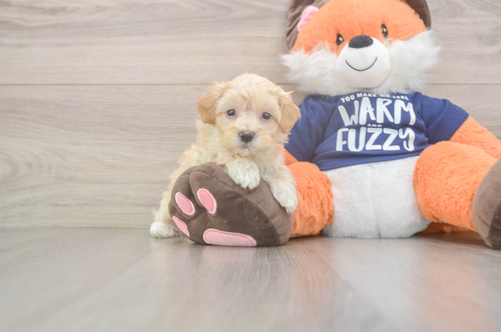 6 week old Maltipoo Puppy For Sale - Seaside Pups