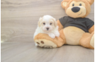 Maltipoo Puppy for Adoption