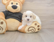 8 week old Maltipoo Puppy For Sale - Seaside Pups