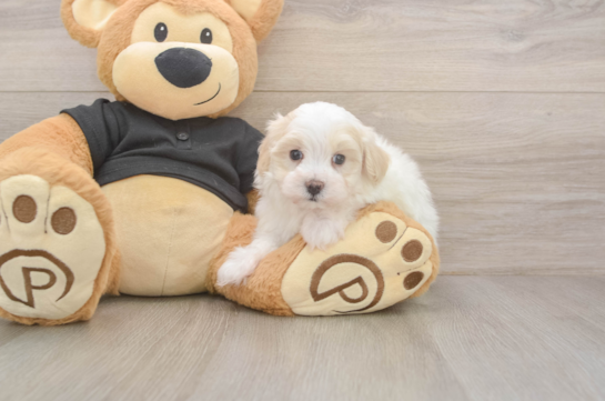 Energetic Malt Oodle Poodle Mix Puppy