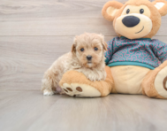 8 week old Maltipoo Puppy For Sale - Seaside Pups