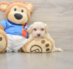 7 week old Maltipoo Puppy For Sale - Seaside Pups