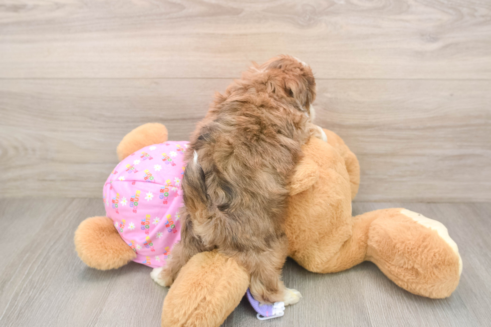 Funny Maltipoo Poodle Mix Pup