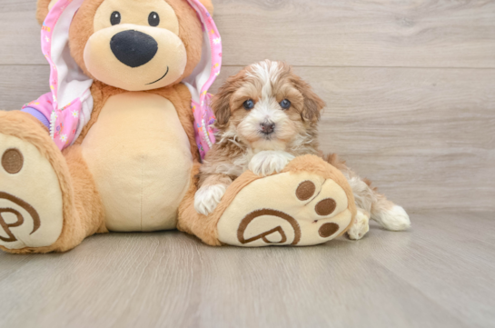 ALFREDO, a Maltipoo littermate