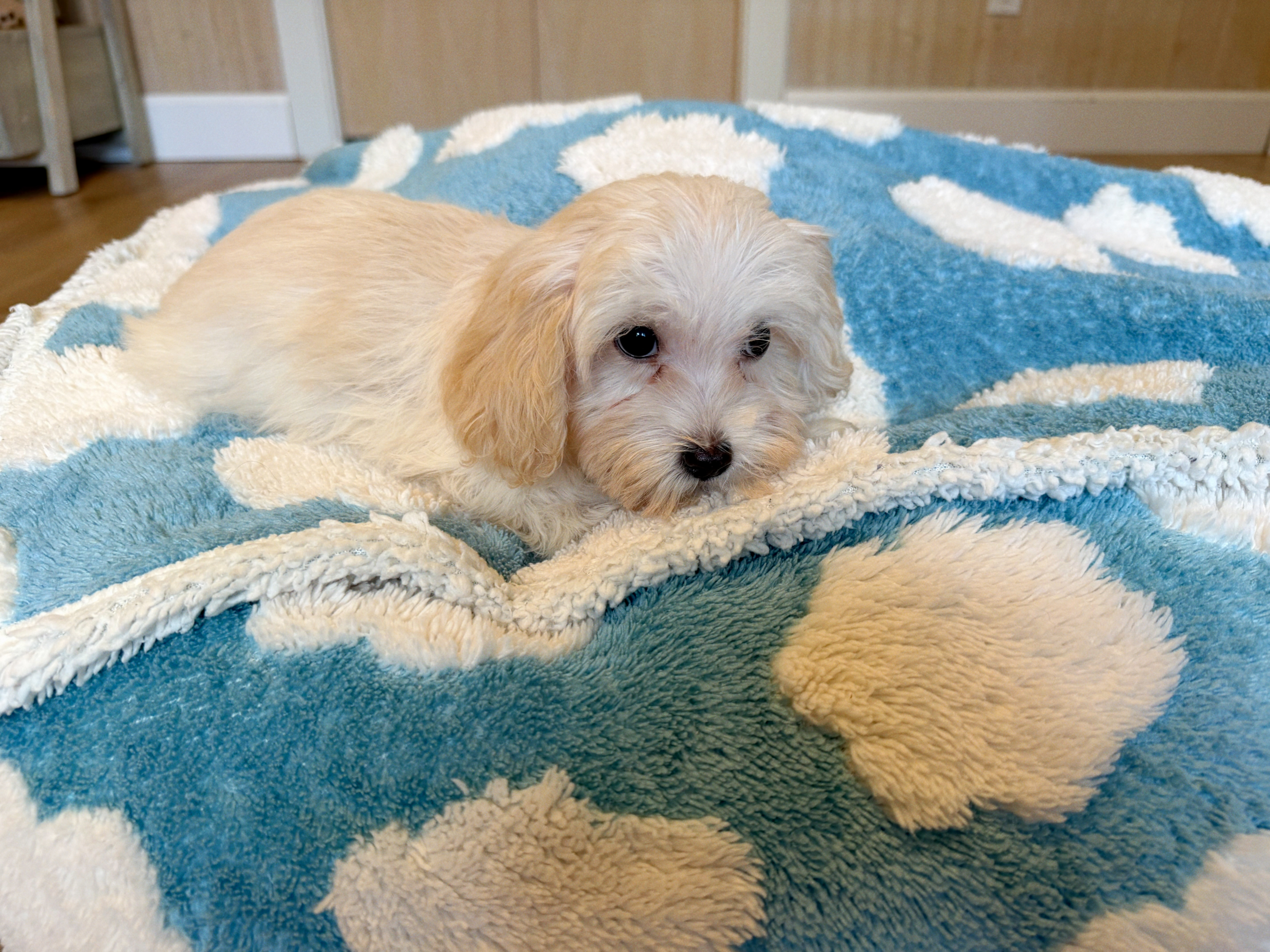 Cute Malt a Poo Poodle Mix Puppy