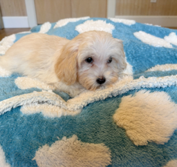12 week old Maltipoo Puppy For Sale - Seaside Pups