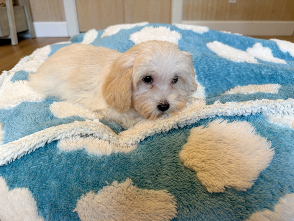 Cute Malt a Poo Poodle Mix Puppy
